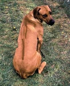 Rhodesian Ridgeback with ridge on its back