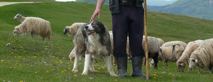 Romanian Mioritic Shepherd herding sheep