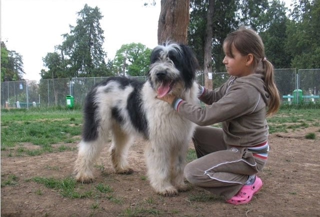 Romanian Mioritic Shepherd is child friendly