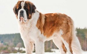 Saint Bernard Is A Large Sized Dog Breed