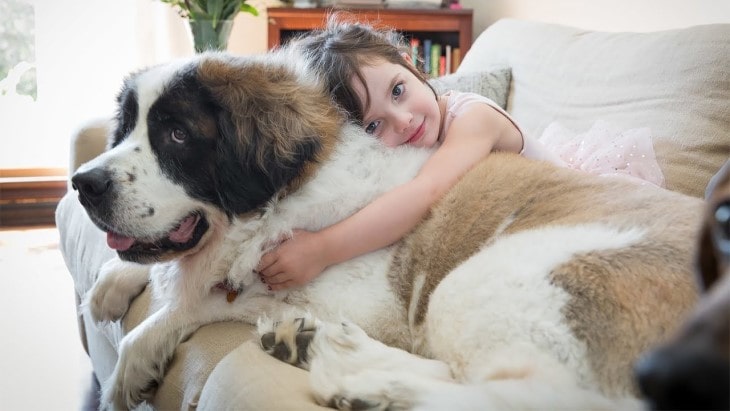 Saint Bernard Is Easy Going With Children