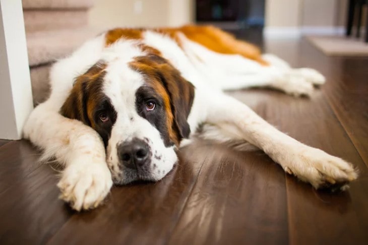 Saint Bernard Is Very Protective