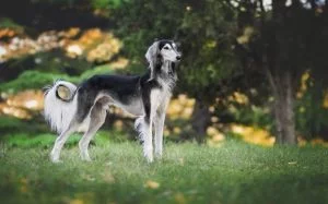 Saluki Is A Tall And Handsome Dog Breed