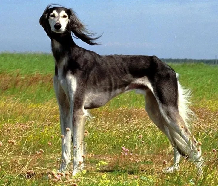 Saluki  Are Active Outdoors