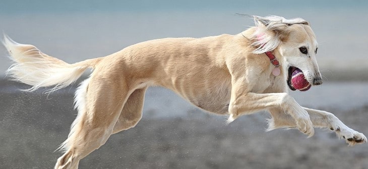 how high can a saluki jump