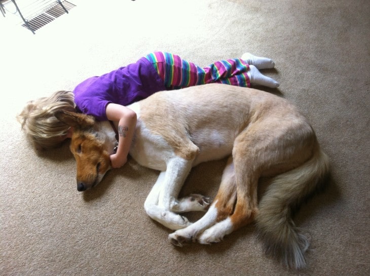 Saluki Are More Suitable For Older Children