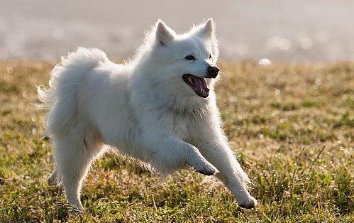 Samoyed a very lively dog