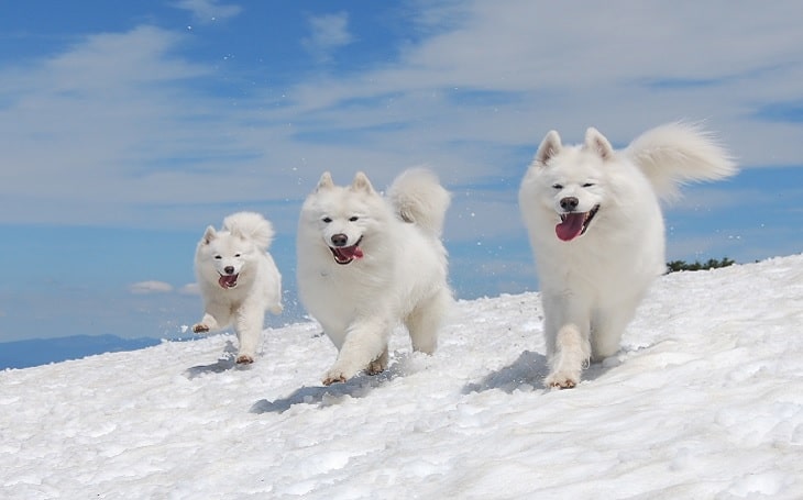 Samoyed personality and temperament