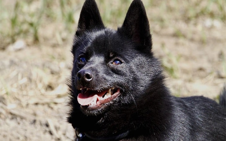 are schipperke noisy