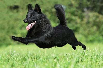 Schipperke running