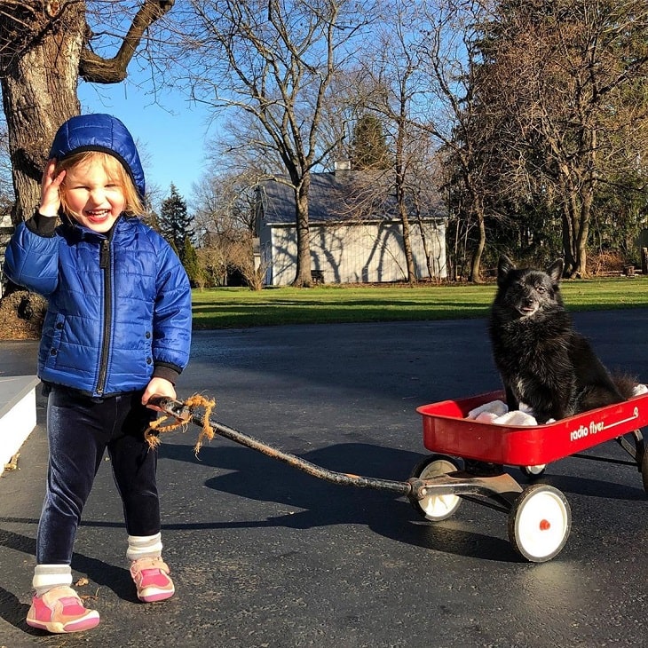 Schipperke is child-friendly