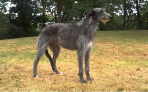 Scottish Deerhound temperament and personality