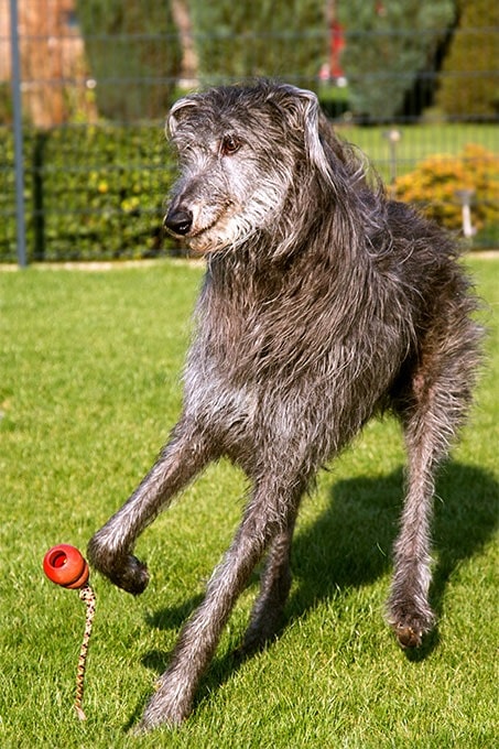 Scottish Deerhound playing