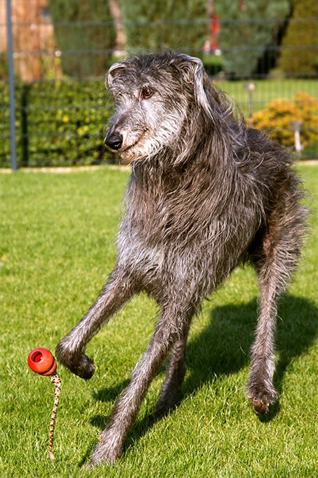 are-scottish-deerhound-aggressive