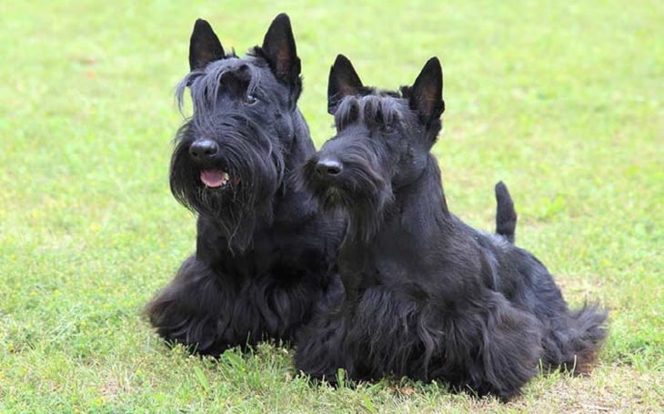 are scottish terriers aggressive