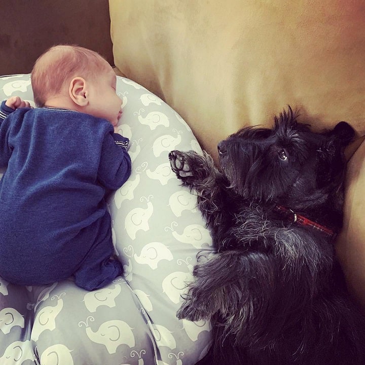 Scottish Terrier is child friendly