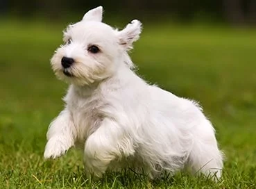 Sealyham Terrier puppy 