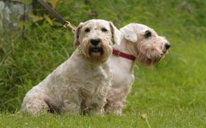 Sealyham Terriers personality and temperament