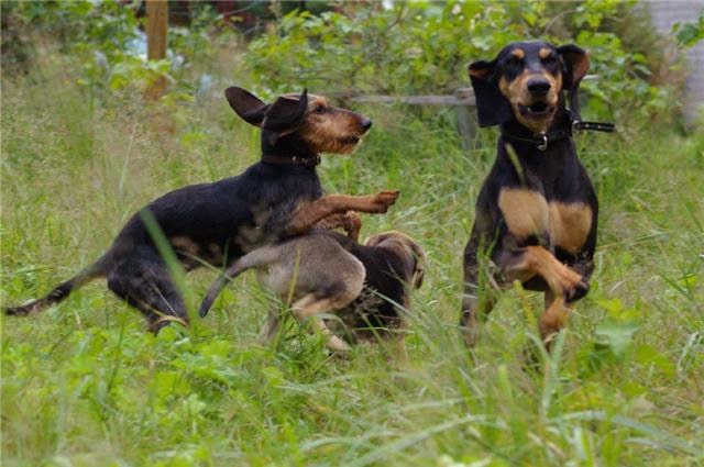 Segugio Italiano puppies playing