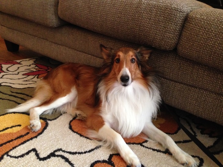 Shetland Sheepdogs ARe Suitable For Apartmemt Living