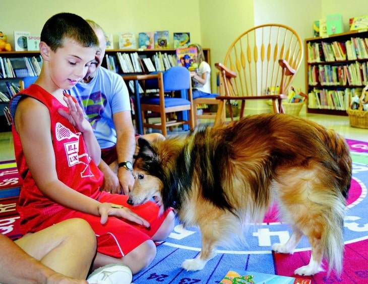 Shetland Sheepdog Is Well Going with Children If Raise Together