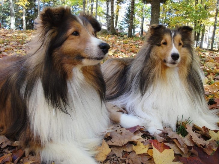 Shetland Sheepdogs Are Easygoing With People They Know