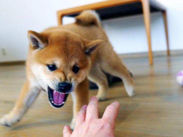 Shiba Inu  Becomes Aggressive Towards Other Dogs