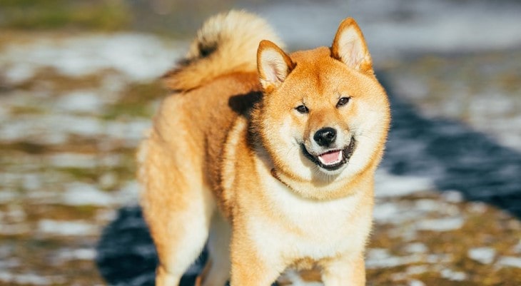 Shiba Inu Are Very Energetic Dogs