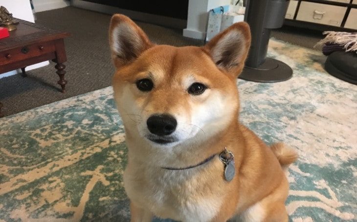 shiba inu aggressive breed