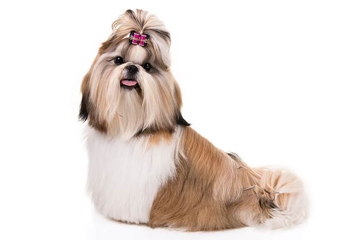 Shih Tzu Are Child Friendly