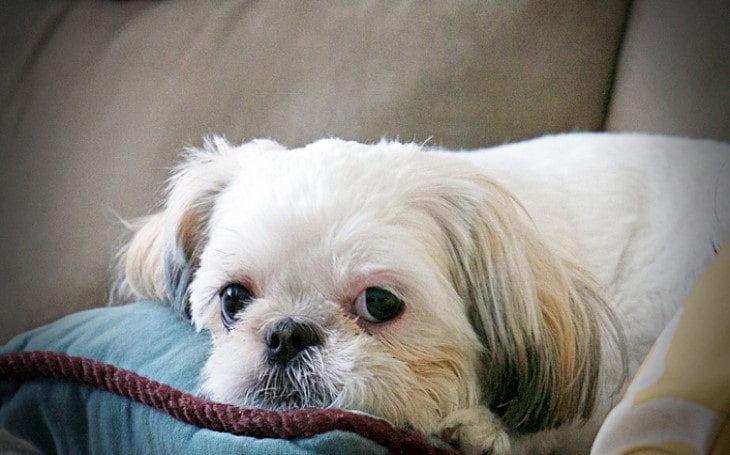 Shih Tzu Temperament and Personality - Affectionate and Non