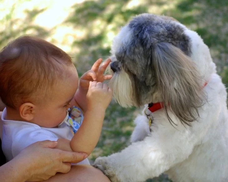 Shih Tzu Are Well With Older Children