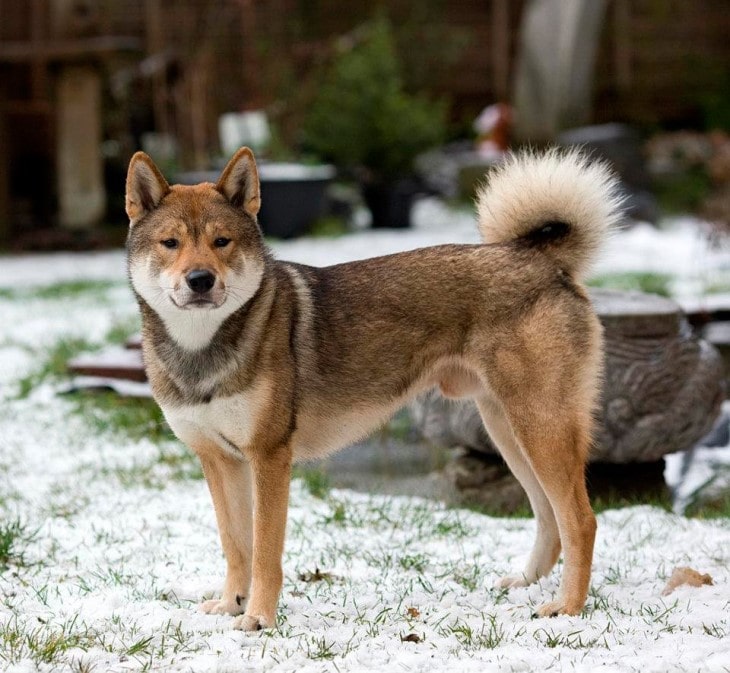 Shikoku Is A Very Active Breed