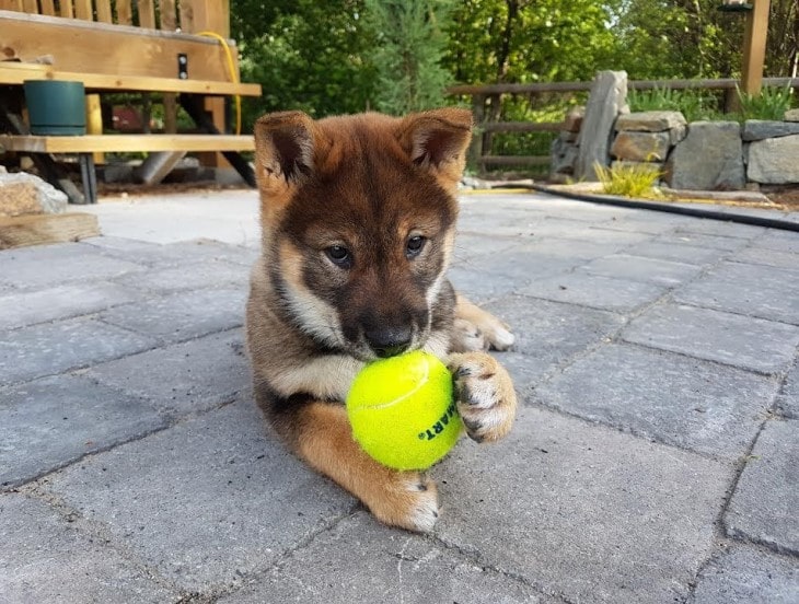 are shikoku dogs friendly or dangerous to strangers