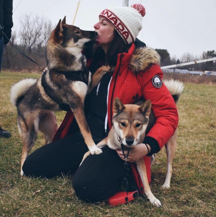 Shikoku Is Very Affectionate To Its Owner