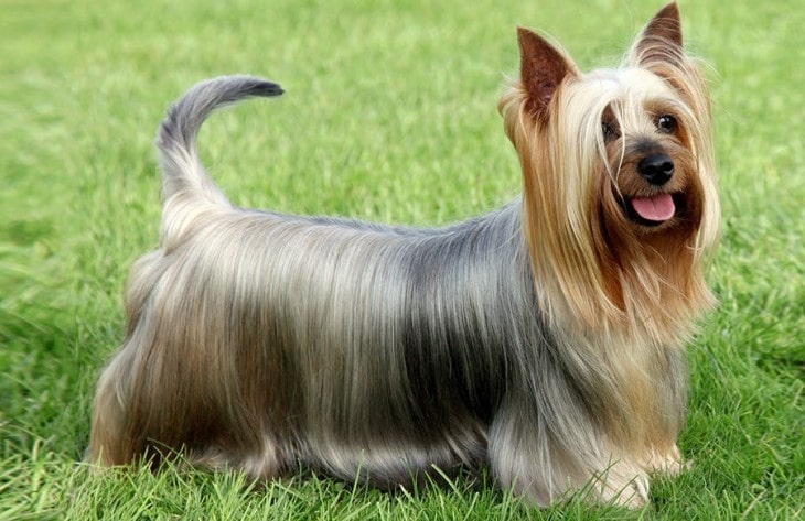 are silky terriers smart dogs