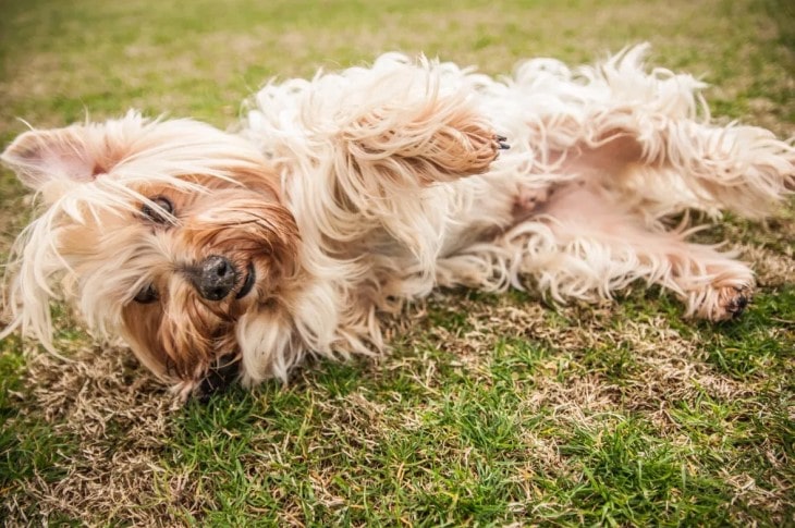 Silky Terrier Are Very Playful