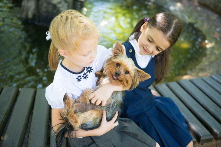 Silky Terrier Are Easygoing With Kids