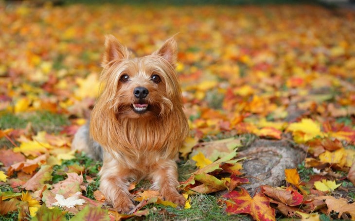 Silky Terrier Are Small Dogs With Big Personality