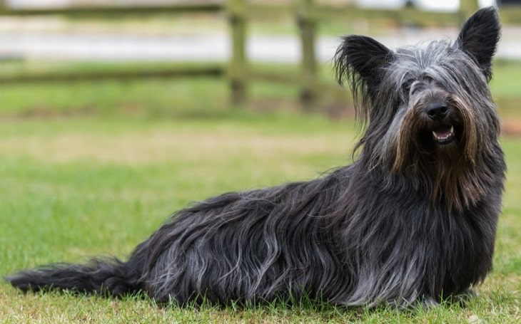 Skye Terrier Have A Strong Personality.