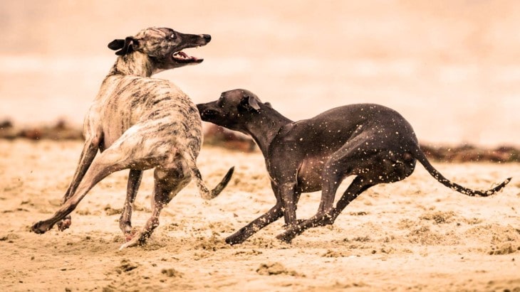 Sloughi Are Aggressive Towards Other Dogs.