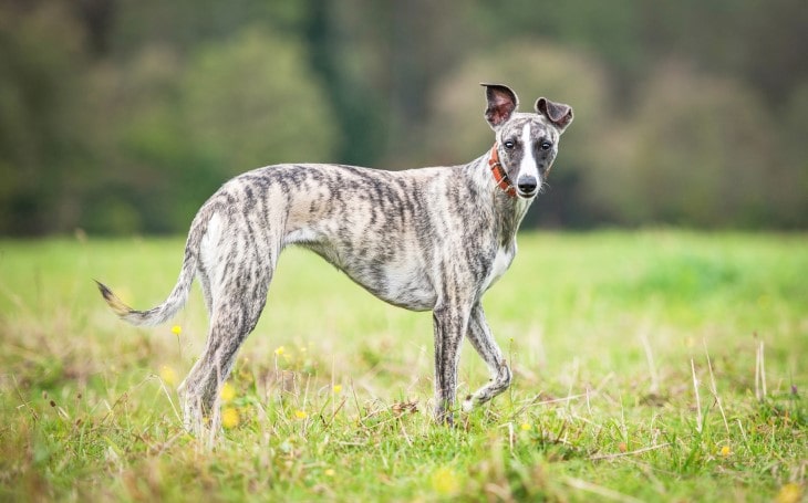 Sloughi Are Very Active Breeds