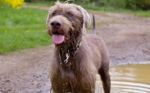 Slovakian Wirehaired Pointer Are Active Breeds.