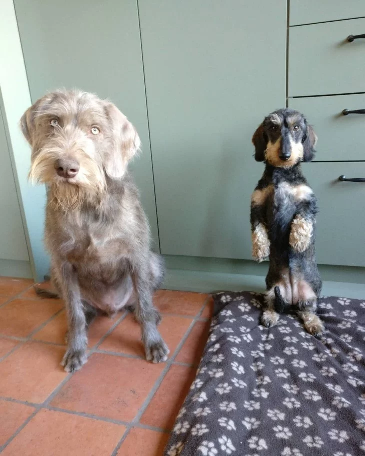 are slovakian wirehaired pointer noisy