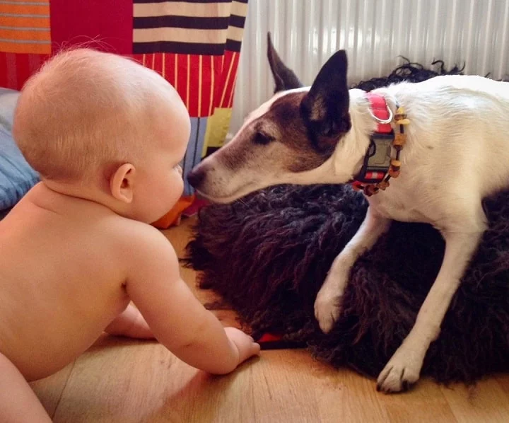 Smooth Fox Terrier is child friendly