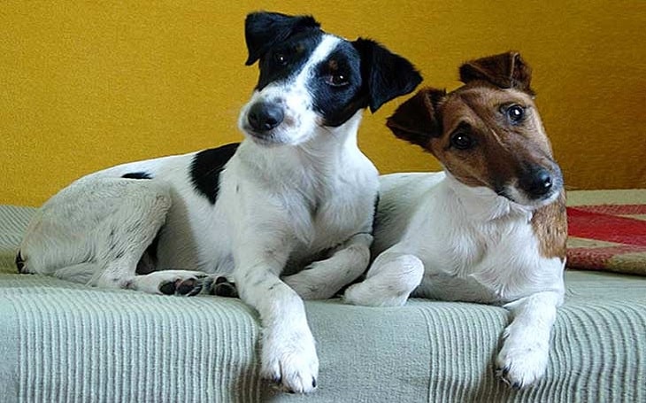 are smooth fox terriers smart dogs