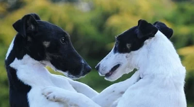 Smooth Fox Terriers about to hug each other