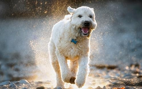 Soft Coated Wheaten Terrier running in a water