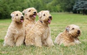 Soft Coated Wheaten Terriers personality and temperament