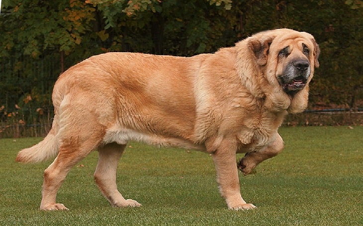 Spanish Mastiff temperament and personality